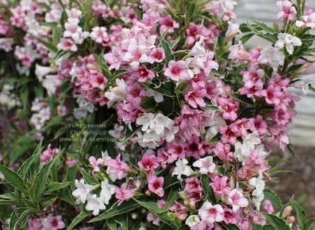 Вейгела цветущая Сплендид (Weigela florida Splendid) ФОТО