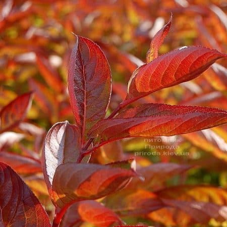 Вейгела цветущая Вингз оф Файер (Weigela florida Wings of Fire) ФОТО Питомник растений Природа (1)