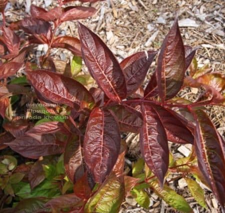 Вейгела квітуча Вінгз оф Фаєр (Weigela florida Wings of Fire) ФОТО Розплідник рослин Природа (3)