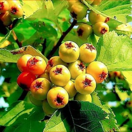 Боярышник желтоплодный (Crataegus) ФОТО Питомник растений Природа (1)