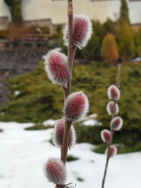 Ива тонкостолбиковая Маунт Асо (Salix gracilistyla Mount Aso) ФОТО Питомник растений Природа (1)