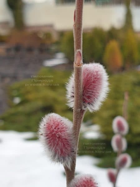 Ива тонкостолбиковая Маунт Асо (Salix gracilistyla Mount Aso) ФОТО Питомник растений Природа (2)