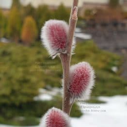 Ива тонкостолбиковая Маунт Асо (Mount Aso) ФОТО Питомник растений Природа (3)