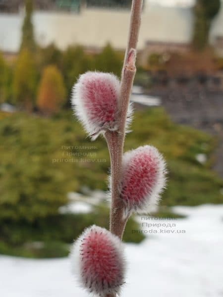 Ива тонкостолбиковая Маунт Асо (Salix gracilistyla Mount Aso) ФОТО Питомник растений Природа (3)