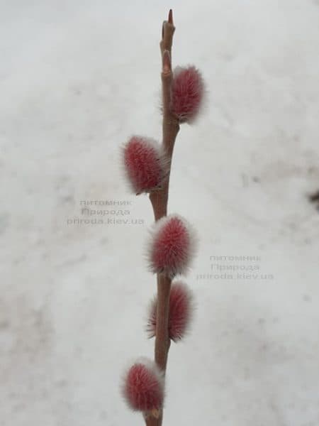 Ива тонкостолбиковая Маунт Асо (Salix gracilistyla Mount Aso) ФОТО Питомник растений Природа (4)