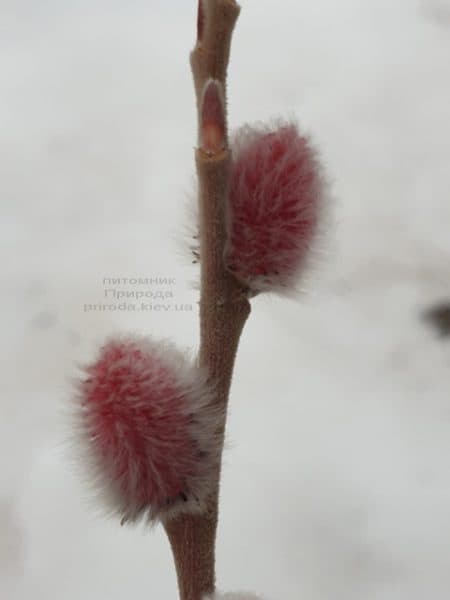 Ива тонкостолбиковая Маунт Асо (Salix gracilistyla Mount Aso) ФОТО Питомник растений Природа (5)