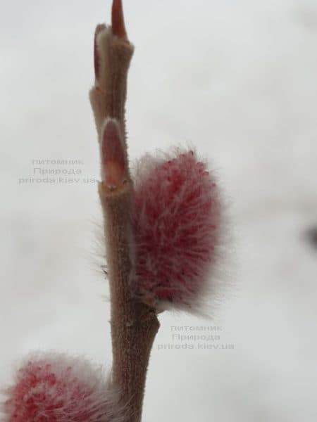 Ива тонкостолбиковая Маунт Асо (Salix gracilistyla Mount Aso) ФОТО Питомник растений Природа (6)