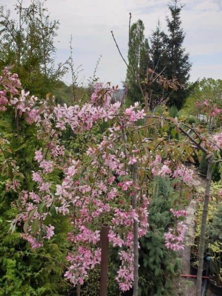 Яблоня райская декоративная Роял Бьюти (Malus Royal Beauty) плакучая на штамбе ФОТО Питомник растений Природа (5)