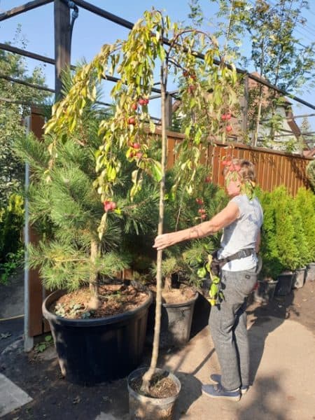 Яблоня райская декоративная Роял Бьюти (Malus Royal Beauty) плакучая на штамбе ФОТО Питомник растений Природа (6)