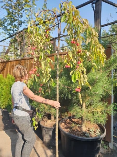 Яблоня райская декоративная Роял Бьюти (Malus Royal Beauty) плакучая на штамбе ФОТО Питомник растений Природа (7)