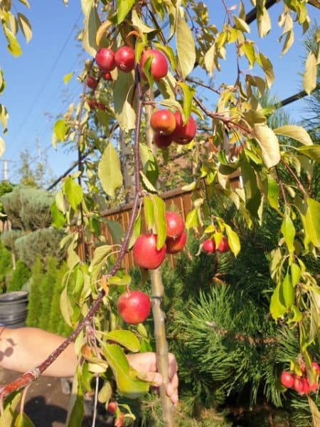 Яблоня райская декоративная Роял Бьюти (Malus Royal Beauty) плакучая на штамбе ФОТО Питомник растений Природа (8)