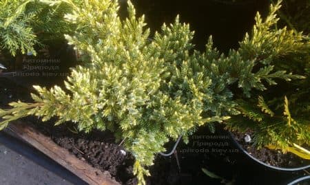 Можжевельник чешуйчатый Дрим Джой (Juniperus squamata Dream Joy) ФОТО Питомник растений Природа (2)