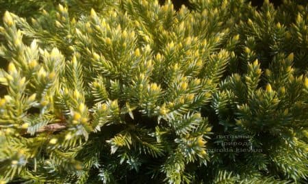 Можжевельник чешуйчатый Дрим Джой (Juniperus squamata Dream Joy) ФОТО Питомник растений Природа (3)