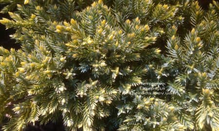 Можжевельник чешуйчатый Дрим Джой (Juniperus squamata Dream Joy) ФОТО Питомник растений Природа (4)