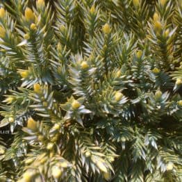 Можжевельник чешуйчатый Дрим Джой (Juniperus squamata Dream Joy) ФОТО Питомник растений Природа (5)