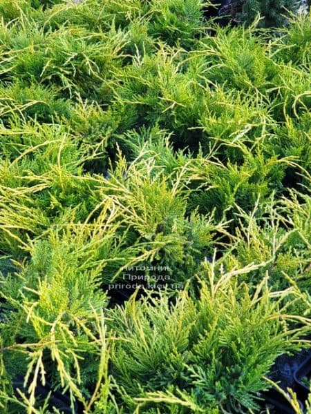 Ялівець середній (пфітцеріана) Голден Джой (Juniperus Golden Joy) ФОТО Розплідник рослин Природа (1)