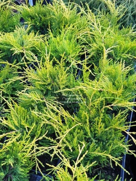 Можжевельник средний (пфитцериана) Голден Джой (Juniperus Golden Joy) ФОТО Питомник растений Природа (2)