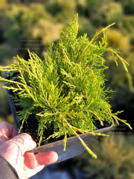 Ялівець середній (пфітцеріана) Голден Джой (Juniperus Golden Joy) ФОТО Розплідник рослин Природа (4)