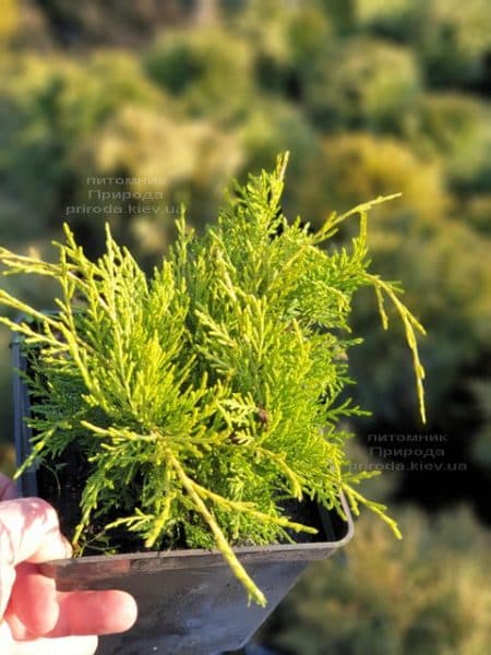 Можжевельник средний (пфитцериана) Голден Джой (Juniperus Golden Joy) ФОТО Питомник растений Природа (5)