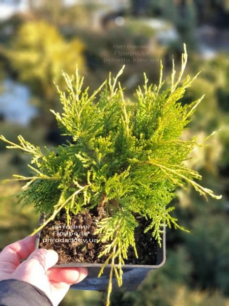 Можжевельник средний (пфитцериана) Голден Джой (Juniperus Golden Joy) ФОТО Питомник растений Природа (6)