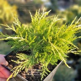 Можжевельник средний (пфитцериана) Голден Джой (Juniperus Golden Joy) ФОТО Питомник растений Природа (7)