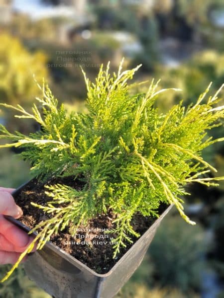 Ялівець середній (пфітцеріана) Голден Джой (Juniperus Golden Joy) ФОТО Розплідник рослин Природа (7)