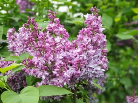 Сирень Эмиль Лемуан (Syringa vulgaris Emilie Lemoine) ФОТО Питомник растений Природа (10)