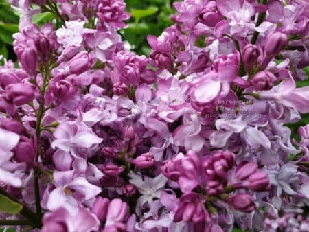 Сирень Эмиль Лемуан (Syringa vulgaris Emilie Lemoine) ФОТО Питомник растений Природа (11)