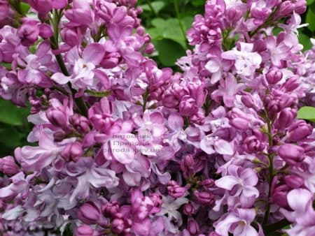 Сирень Эмиль Лемуан (Syringa vulgaris Emilie Lemoine) ФОТО Питомник растений Природа (12)