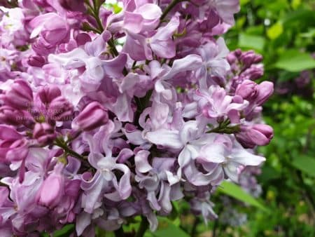 Сирень Эмиль Лемуан (Syringa vulgaris Emilie Lemoine) ФОТО Питомник растений Природа (13)