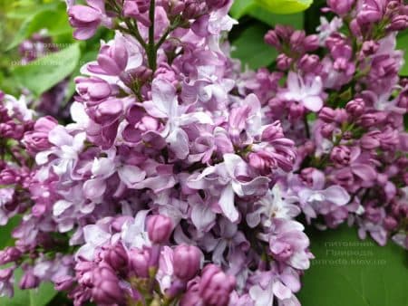 Сирень Эмиль Лемуан (Syringa vulgaris Emilie Lemoine) ФОТО Питомник растений Природа (14)