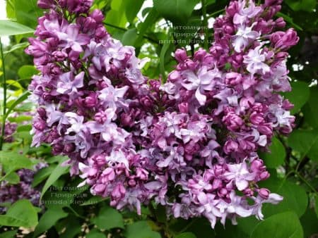 Сирень Эмиль Лемуан (Syringa vulgaris Emilie Lemoine) ФОТО Питомник растений Природа (15)