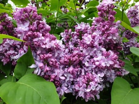 Сирень Эмиль Лемуан (Syringa vulgaris Emilie Lemoine) ФОТО Питомник растений Природа (16)