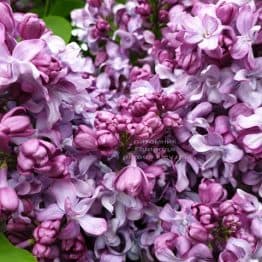 Сирень Эмиль Лемуан (Syringa vulgaris Emilie Lemoine) ФОТО Питомник растений Природа (17)