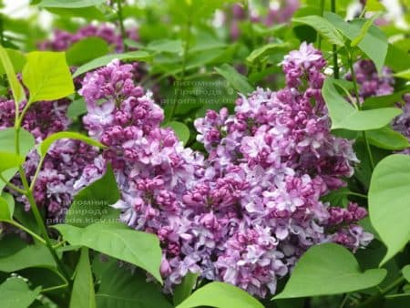 Сирень Эмиль Лемуан (Syringa vulgaris Emilie Lemoine) ФОТО Питомник растений Природа (18)