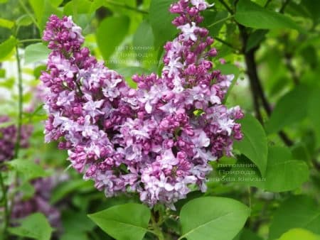 Сирень Эмиль Лемуан (Syringa vulgaris Emilie Lemoine) ФОТО Питомник растений Природа (19)