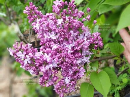 Сирень Эмиль Лемуан (Syringa vulgaris Emilie Lemoine) ФОТО Питомник растений Природа (20)