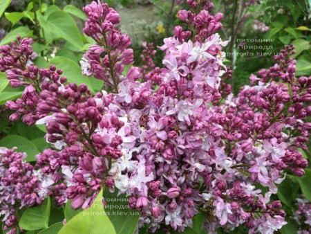 Сирень Эмиль Лемуан (Syringa vulgaris Emilie Lemoine) ФОТО Питомник растений Природа (6)