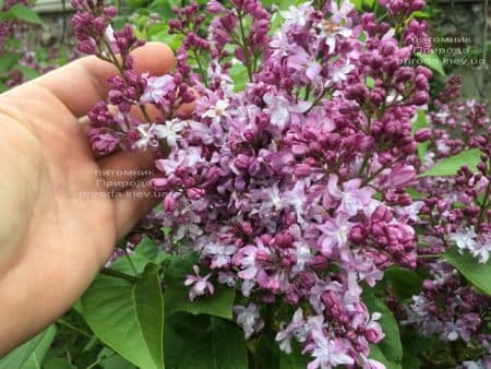 Сирень Эмиль Лемуан (Syringa vulgaris Emilie Lemoine) ФОТО Питомник растений Природа (7)