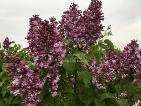 Сирень Эмиль Лемуан (Syringa vulgaris Emilie Lemoine) ФОТО Питомник растений Природа (8)