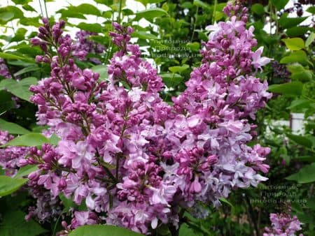 Сирень Эмиль Лемуан (Syringa vulgaris Emilie Lemoine) ФОТО Питомник растений Природа (9)