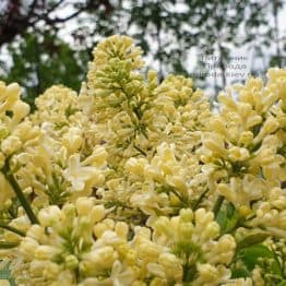 Бузок Праймроуз (Syringa vulgaris Primrose) ФОТО Розплідник рослин Природа (2)