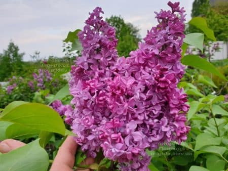 Сирень Президент Лубе (Syringa vulgaris President Loubet) ФОТО Питомник растений Природа (19)