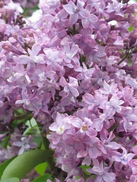 Сирень Президент Лубе (Syringa vulgaris President Loubet) ФОТО Питомник растений Природа (20)