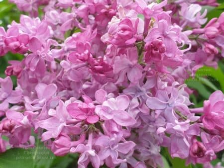 Сирень Президент Лубе (Syringa vulgaris President Loubet) ФОТО Питомник растений Природа (21)