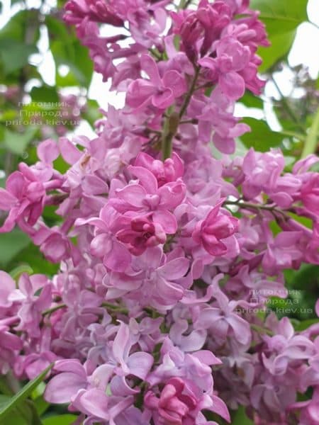 Сирень Президент Лубе (Syringa vulgaris President Loubet) ФОТО Питомник растений Природа (22)