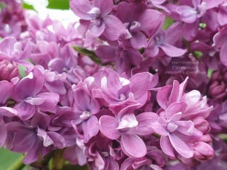 Сирень Президент Лубе (Syringa vulgaris President Loubet) ФОТО Питомник растений Природа (23)