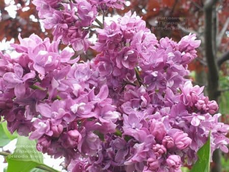 Сирень Президент Лубе (Syringa vulgaris President Loubet) ФОТО Питомник растений Природа (26)