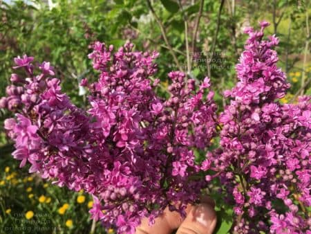 Сирень Президент Лубе (Syringa vulgaris President Loubet) ФОТО Питомник растений Природа (28)