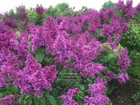 Бузок Реомюр (Syringa vulgaris Reomjur) ФОТО Розплідник рослин Природа (17)